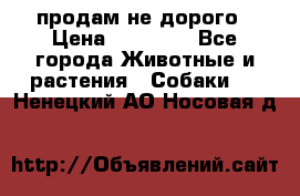продам не дорого › Цена ­ 10 000 - Все города Животные и растения » Собаки   . Ненецкий АО,Носовая д.